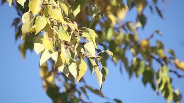 Topola Oddział Zbliżenie Żółte Listowie Jesienny Park — Wideo stockowe