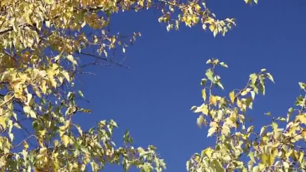 Hojas Otoño Álamo Amarillo Sobre Fondo Azul Del Cielo — Vídeo de stock