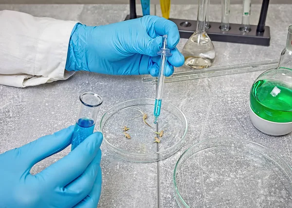 Laboratorio Selezione Allevatore Con Capsula Petri Allevamento Vegetale Assistente Laboratorio — Foto Stock