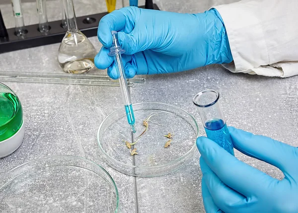 Laboratorio Selezione Allevatore Con Capsula Petri Allevamento Vegetale Assistente Laboratorio — Foto Stock