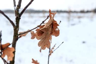 Kış manzara karlı doğa. Kar orman kaplı. Noel hava.