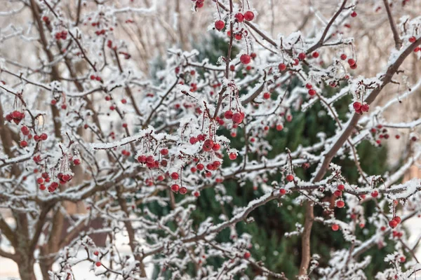 Vinterlandskap Snöiga Natur Snötäckta Skogen Jul Väder — Stockfoto