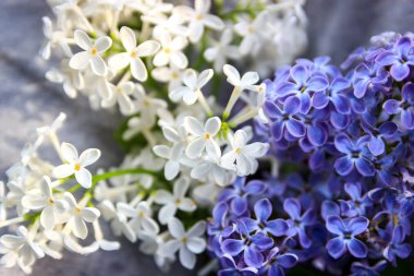 Beyaz ve Mor Leylak. Bahar arka plan. Bahar çiçekleri.