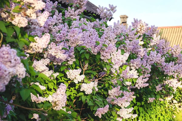 Blossoming pink lilacs in the spring. Spring background. — Stock Photo, Image
