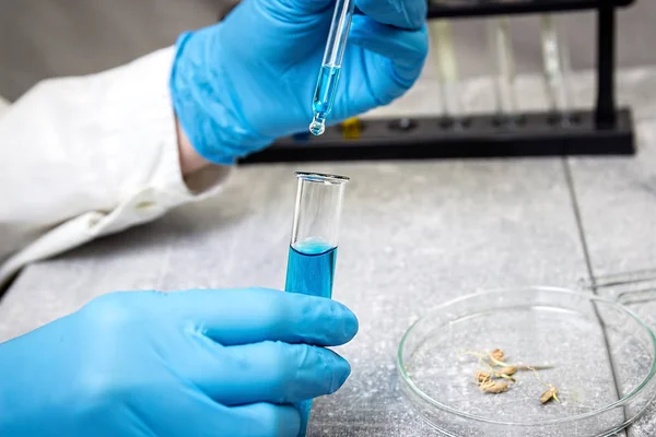 Laboratorio de Selección. Criador con placa de Petri. Reproducción vegetal . —  Fotos de Stock