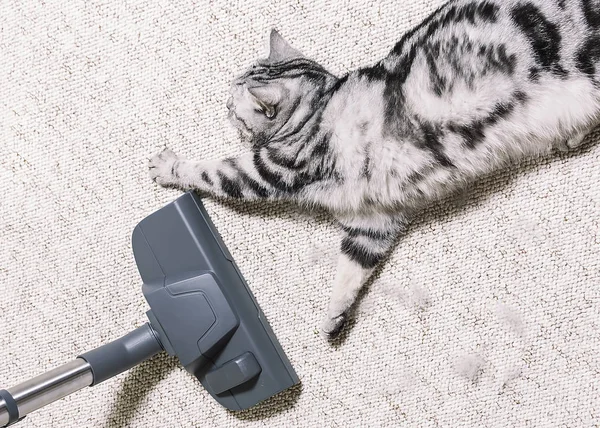 Пилосос будинку. яскравий килим. прибирання. кіт розкиданий на підлозі — стокове фото