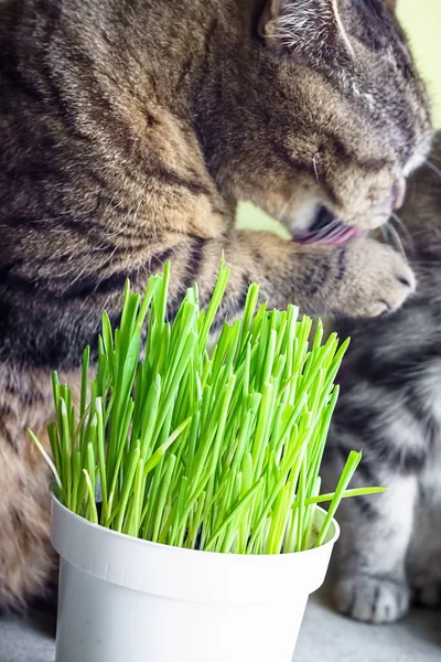 Тваринна трава, трава котів. Кіт їсть котячу траву . — стокове фото
