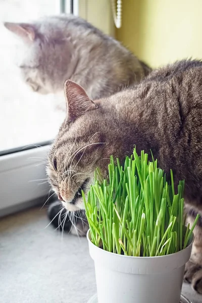 Dierengras, Kattengras. Kat eet een kattengras. — Stockfoto