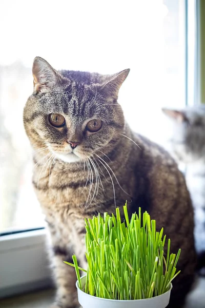 Pet grass, Cat grass. Cat is eating a cat grass.