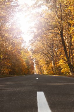 Sonbahar ormanındaki yol. Sonbahar manzarası