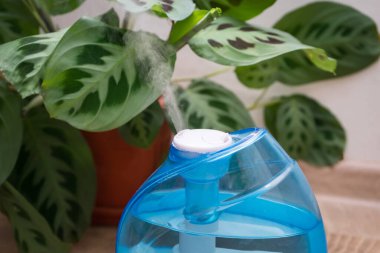 Arka planda çalışan bir nemlendirici ve ok kökü. Ev bitkileri için nemlendirme