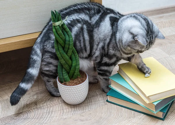 Sansevieria is cylindrical in the shape of a pigtail. Books and cat.