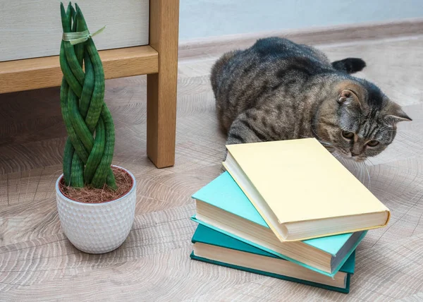 Sansevieria is cilindrisch in de vorm van een paardenstaart. Boeken en katten. — Stockfoto