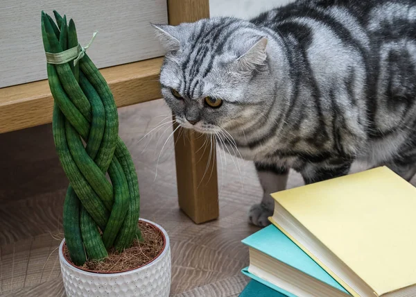Sansevieria is cylindrical in the shape of a pigtail. Books and cat. Stock Photo