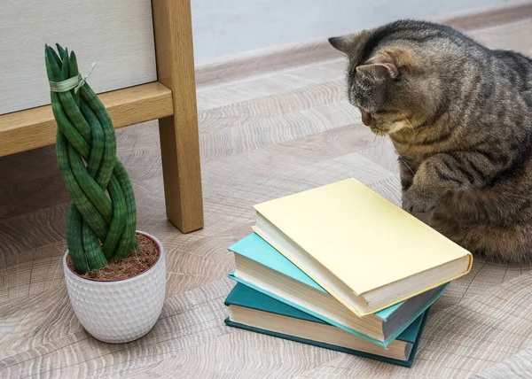 Sansevieria is cylindrical in the shape of a pigtail. Books and cat. Royalty Free Stock Photos