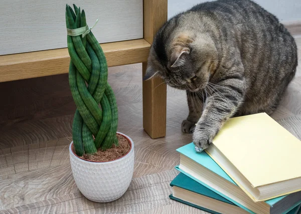 Sansevieria est cylindrique en forme de queue de cochon. Livres et chat. Images De Stock Libres De Droits