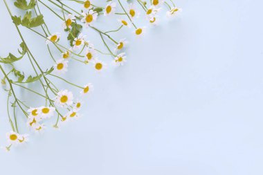 Kopya alanı ile açık mavi renkli papatya çiçekler. Çiçek yaz arka plan ile chamomiles. Düz yatıyordu, en iyi görünümü