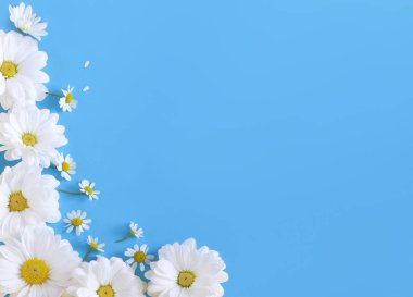 Yaz parlak arka plan beyaz papatya ile. Parlak mavi kopya alanı ile izole camomiles varios. Düz yatıyordu, en iyi görünümü.