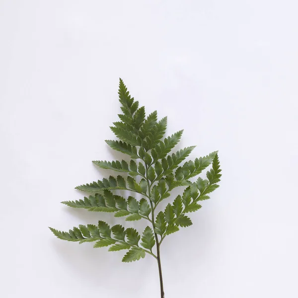 Green leaf of fern on white background. Nature concept. Flat lay, top view.