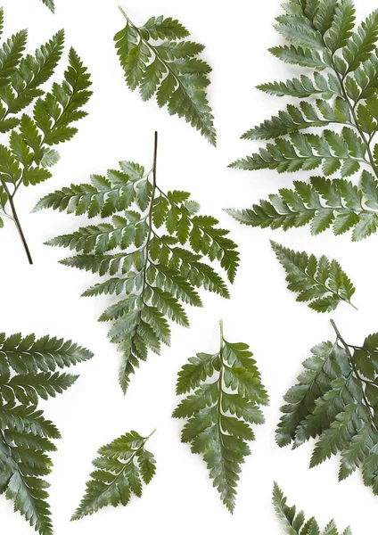 Yeşil fern ile sorunsuz arka plan beyaz zemin üzerine bırakır. Yaz modaya uygun desen.