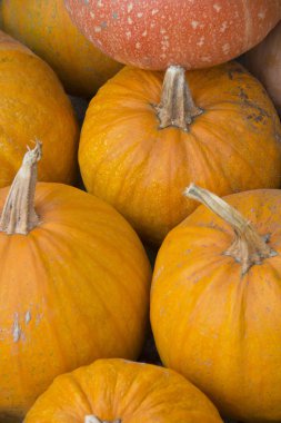 Sonbahar turuncu kabak bileşimi