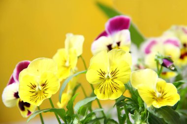 Bahar yaz bahçesinde yeşil yaprakları ile Sarı mor bahçe menekşeleri closeup makro çiçek güzelliği doğal