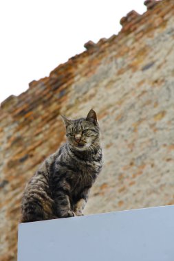 Güzel yeşil gözleri ve kabarık kürk sokak fotoğrafçılığı doğa bir hayvanın kentsel portre ile günlük ocher ve bej gün ışığı yakın çekim perspektif alt kedi eski bir tuğla duvar fonuna karşı çatıda gri kaplan desenleri Sokak kedisi