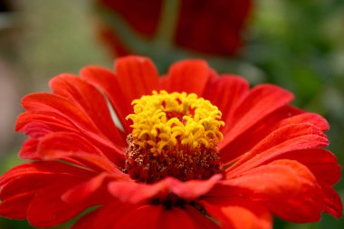 Kırmızı zinnia kadifemsi yaprakları sarı stamens güneş ışığı doğal renk güzel çiçeklenme çiçek makro bahar yaz bahçesi bulanık yaprakları arka plan karşı yakın