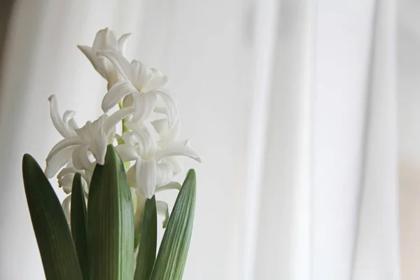 Hyacinth white on the background of the seal curtain transparent light, isolated closeup of flower blossom green fresh leaves white, creamy, color champagne ecru spring mood tenderness serenity composition of backlight