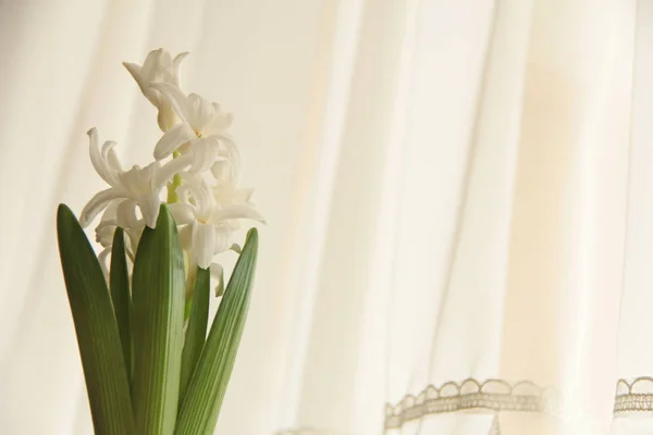 Hyacinth white on the background of the seal curtain transparent light, isolated closeup of flower blossom green fresh leaves white, creamy, color champagne ecru spring mood tenderness serenity composition of backlight