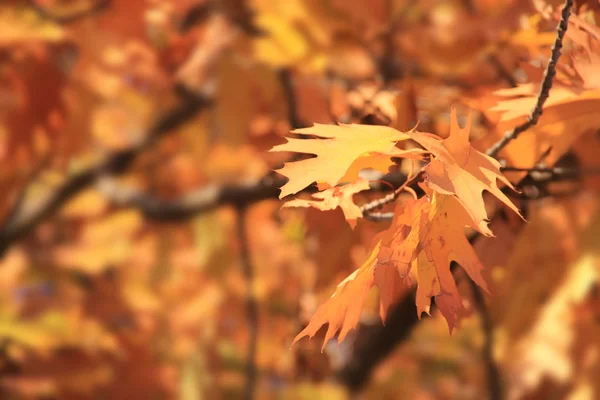 Feuilles Automne Rapprochées Jaune Orange Brun Rouge Isoler Une Feuille — Photo