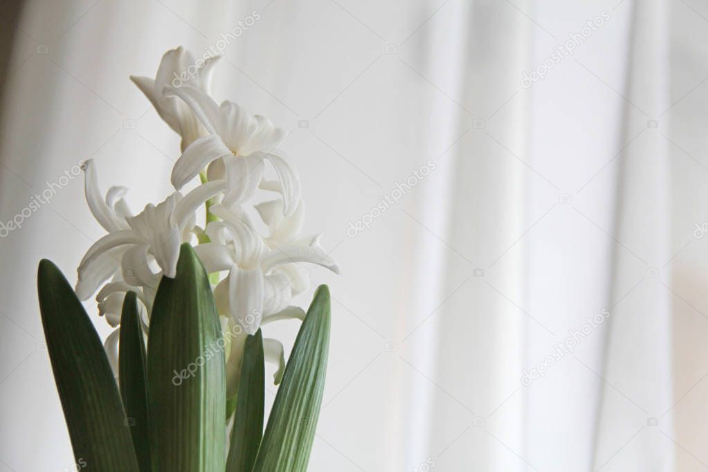 Hyacinth white on the background of the seal curtain transparent light, isolated closeup of flower blossom green fresh leaves white, creamy, color champagne ecru spring mood tenderness serenity composition of backlight