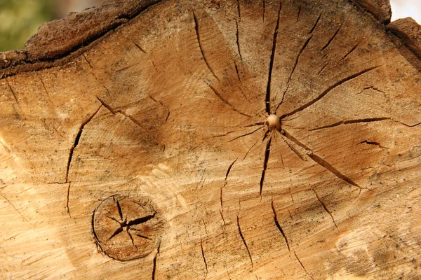 Corte Coto Árvore Close Com Fendas Anéis Cogumelos Germinados Natureza — Fotografia de Stock