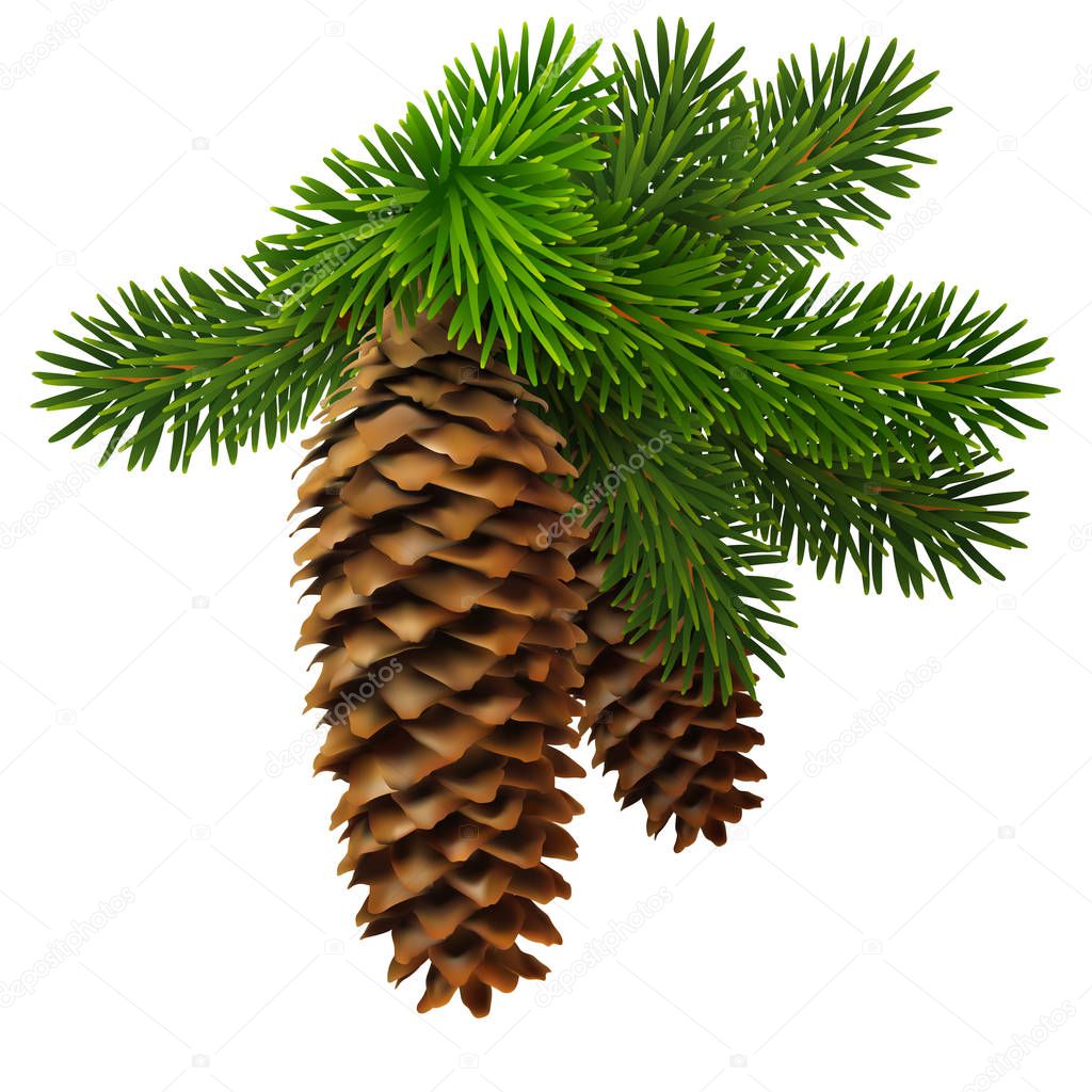A branch of fir with two cones. High detailed realistic illustration.
