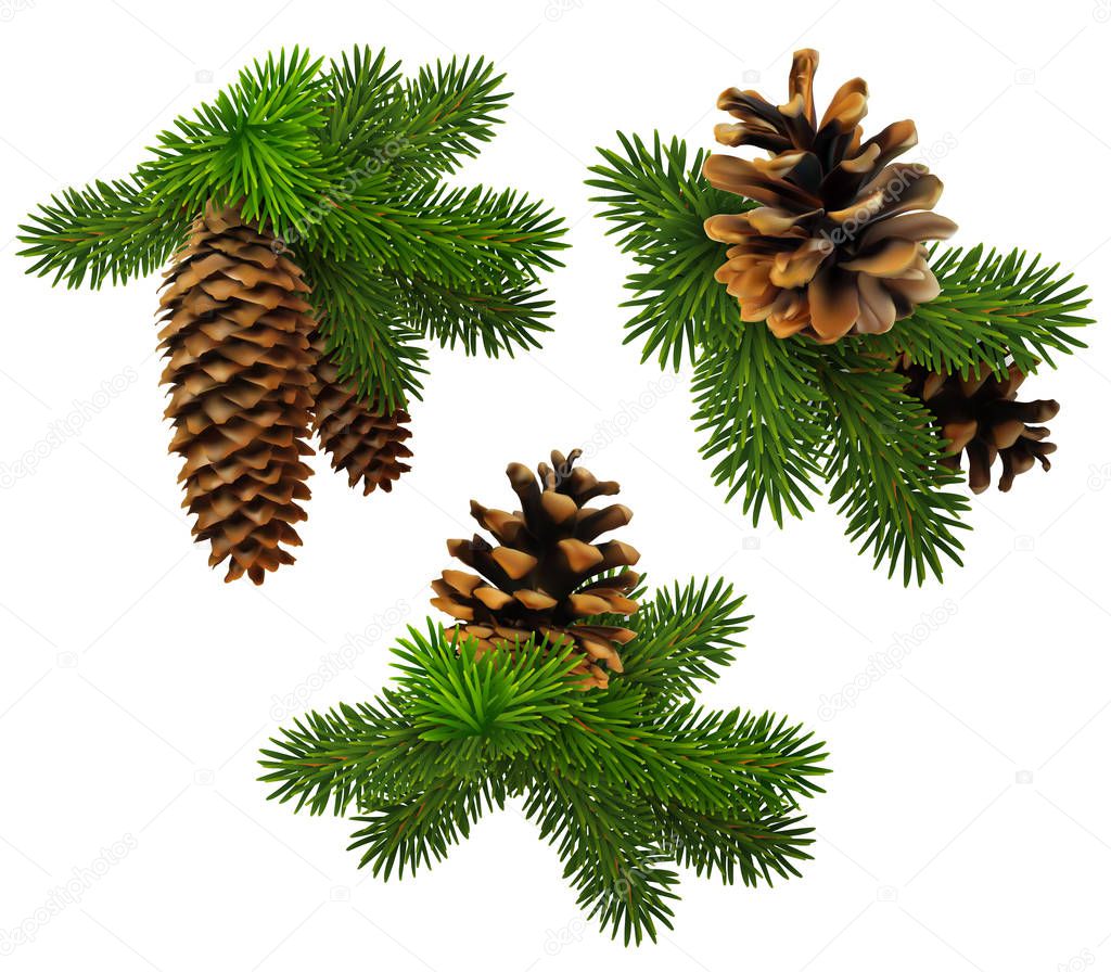 Set of pine branches with cones.. High detailed realistic Christmas illustration.