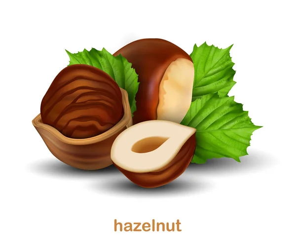 Hazelnuts Whole Walnut Half Walnut Walnut Half Shell Green Leaves — Stock Vector