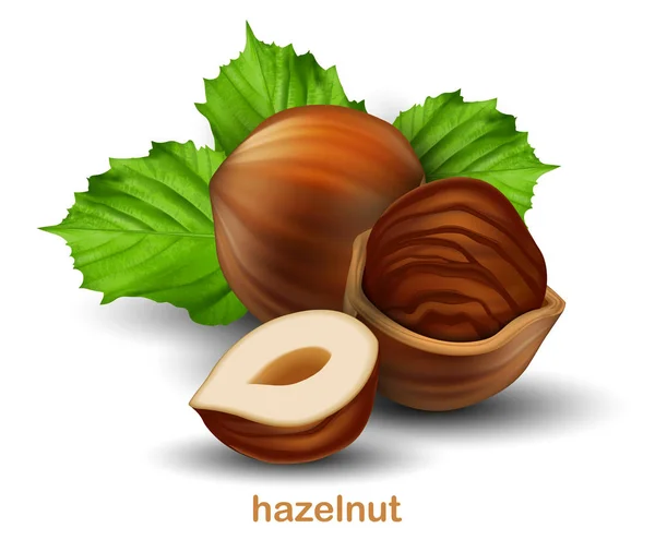 Hazelnuts Whole Walnut Half Walnut Walnut Half Shell Green Leaves — Stock Vector