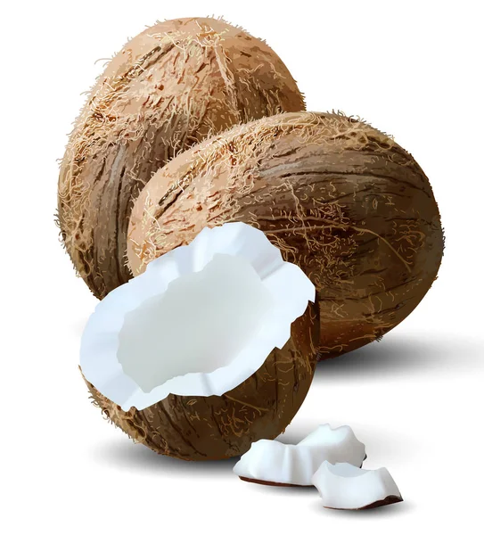 Zwei Kokosnüsse und ein halbes Drittel auf weißem Hintergrund. 3d vect — Stockvektor