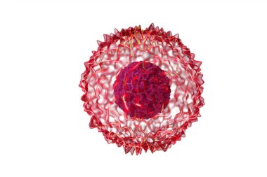 whithe arka plan mikroskobunun izole biyolojik hücre