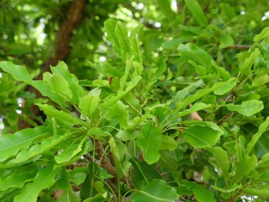 Afrikalı çiftçiler üzerinde eşek çekti sepeti