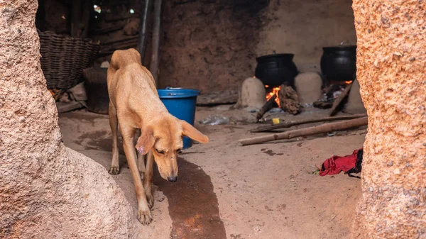 Cão Vadio Magro — Fotografia de Stock