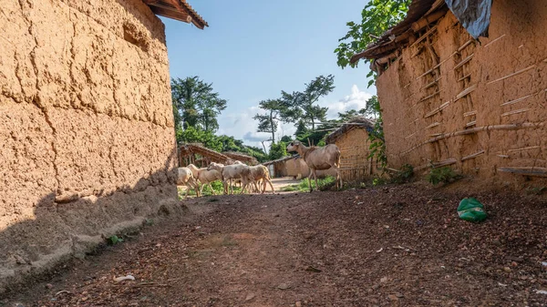 Pueblo Africano Costa Marfil — Foto de Stock