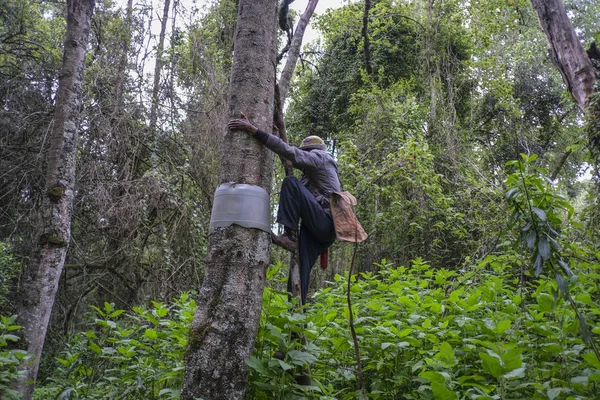 非洲森林中的养蜂人 — 图库照片