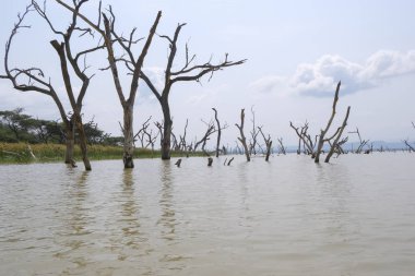Kenya'da gölde kuru ağaçlar