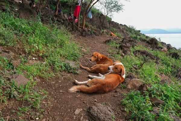 Deux Chiens Reposent Sur Les Rives Lac — Photo