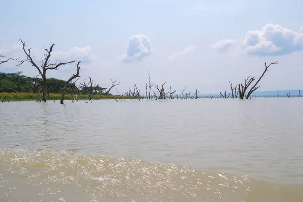 Сухі Дерева Озері Кенії — стокове фото