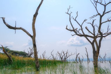 Kenya'da gölde kuru ağaçlar