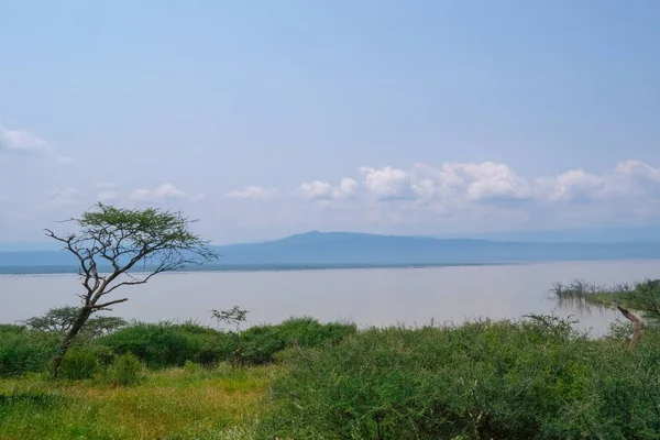 Île Dans Lac Baringo Kenya — Photo