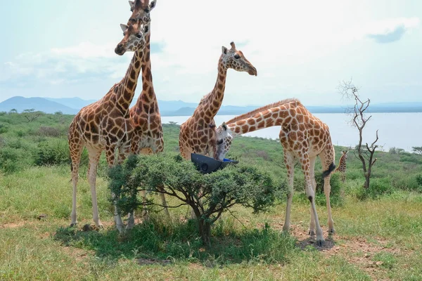 Giraffen Auf Einer Barengo Insel Kenia — Stockfoto