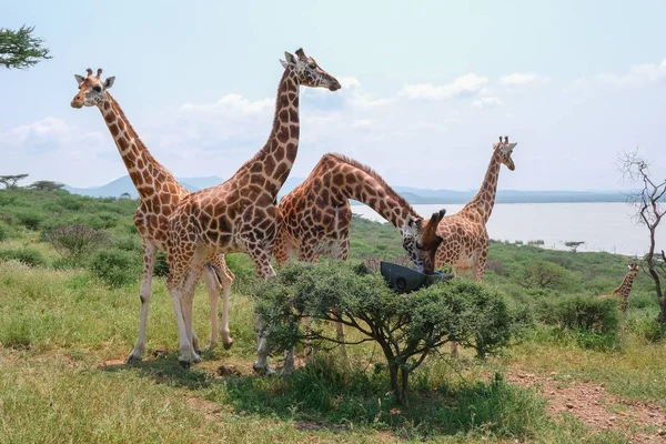 Giraffen Auf Einer Barengo Insel Kenia — Stockfoto